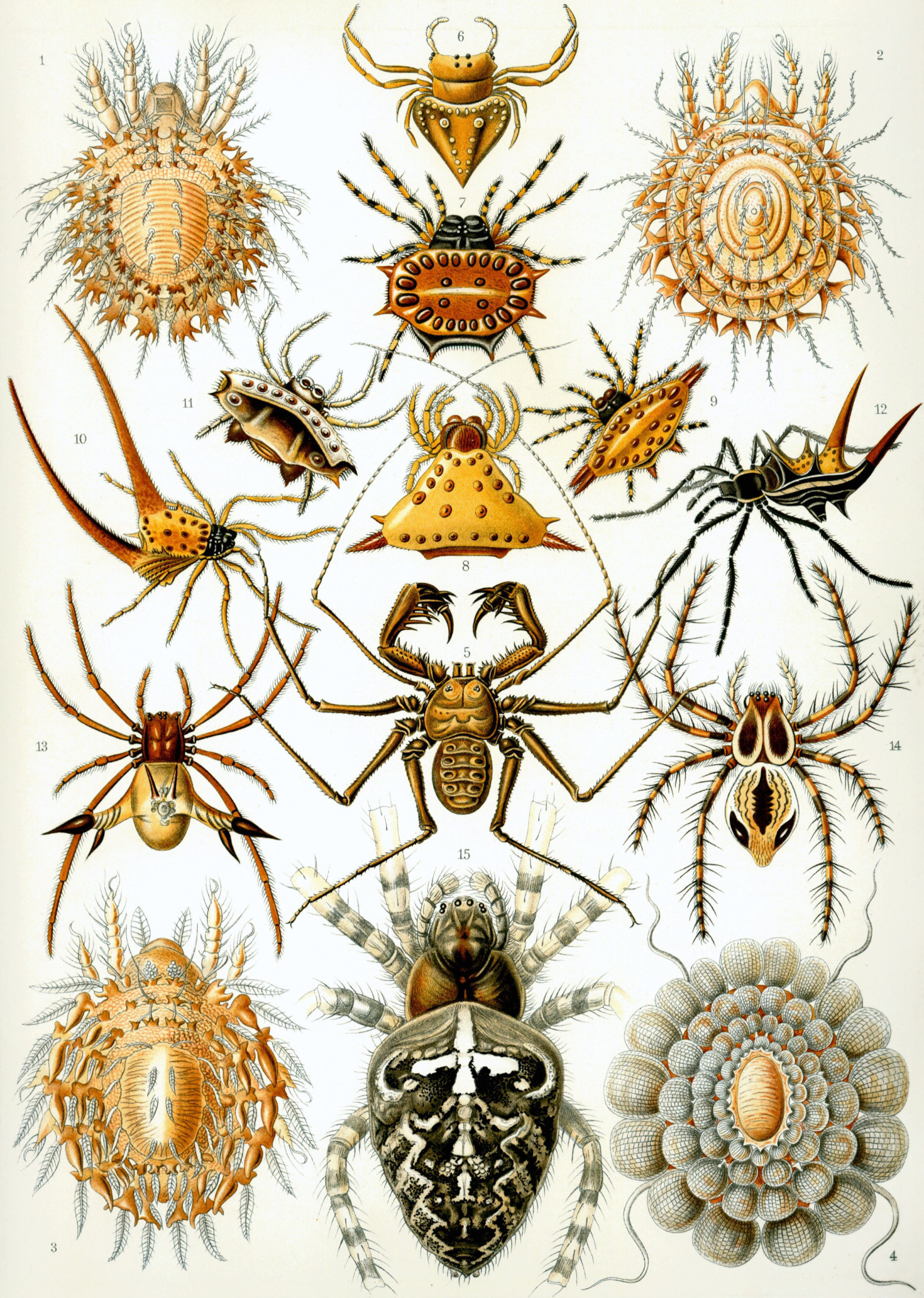 Haeckel_Arachnida